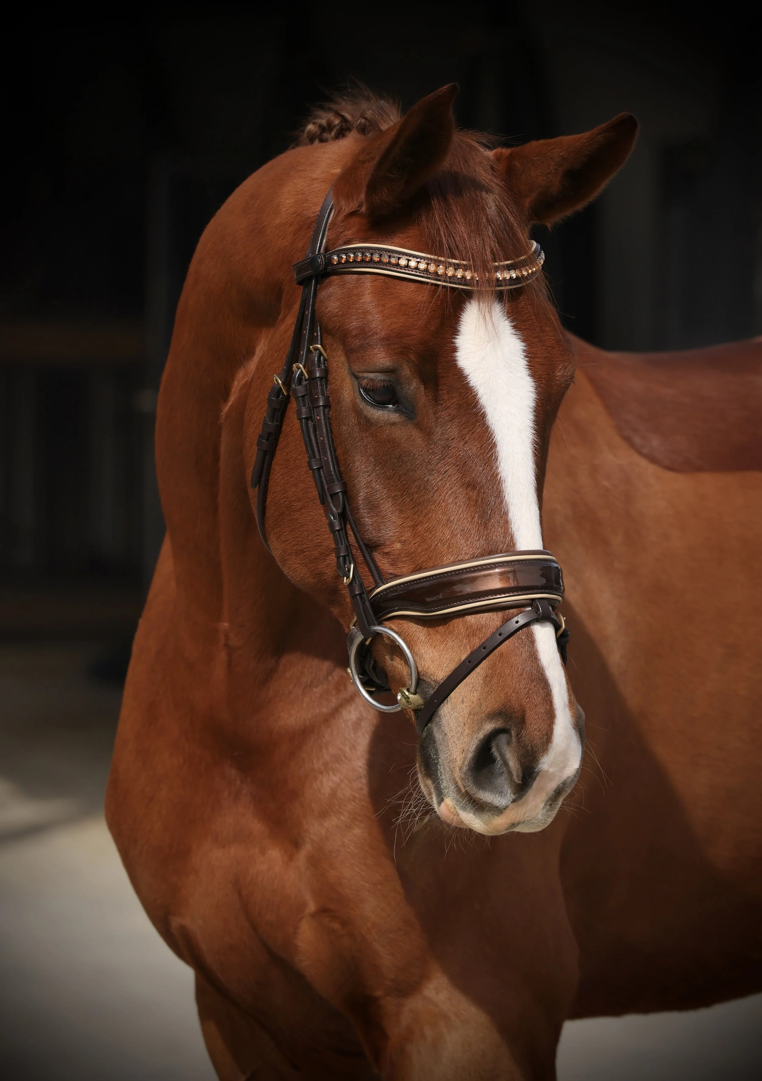 Sales Horses in San Diego, California Exclusive Dressage Imports