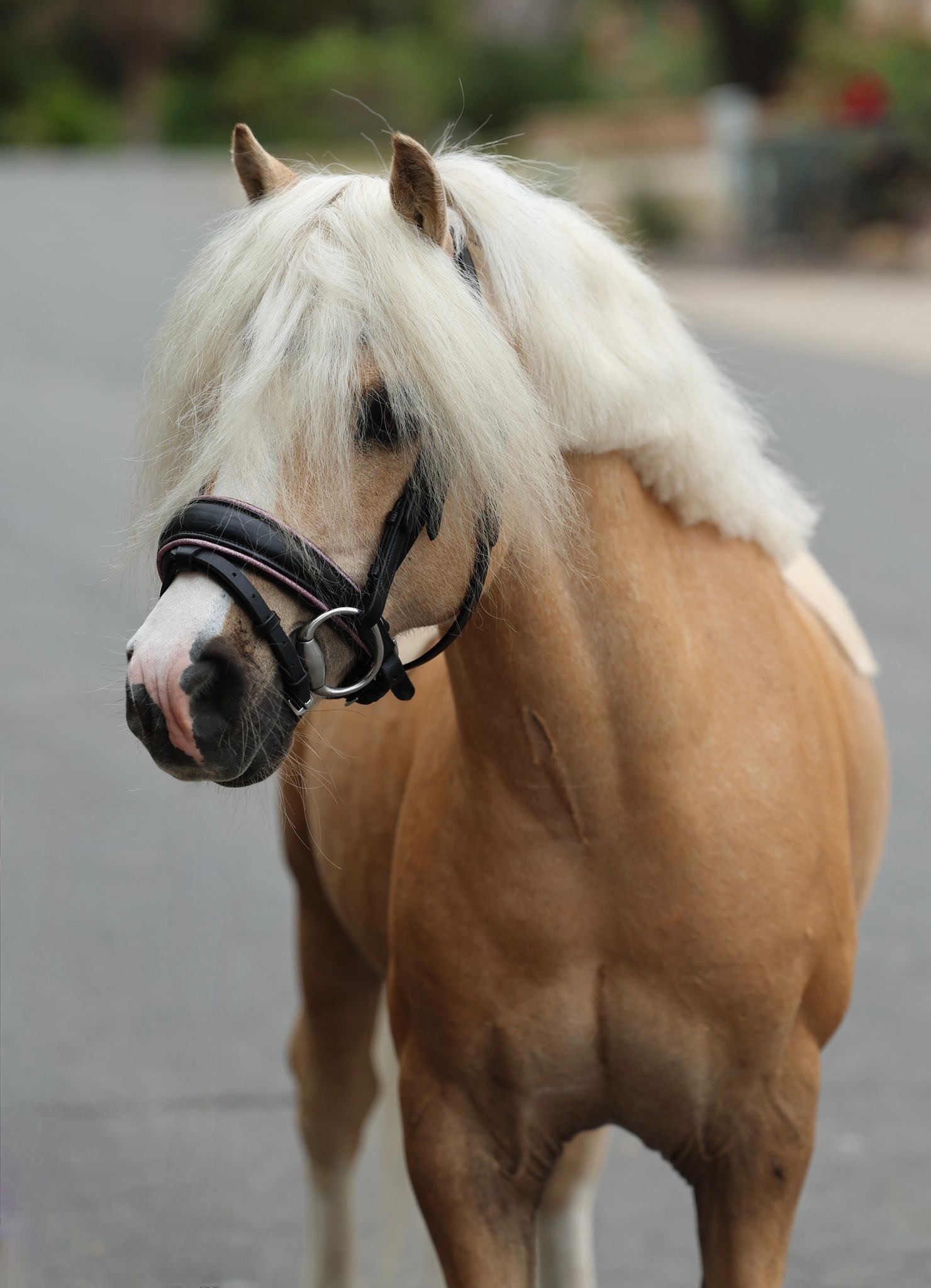 🌟 Imported Welsh A Pony &ndash; The Ultimate First Unicorn! 🌟

Looking for the perfect first pony? Meet our 12-year-old imported KWPN Welsh A gelding Buttercup &mdash; an absolute superstar and true Barbie pony in every way!

Standing around 12.1h,
