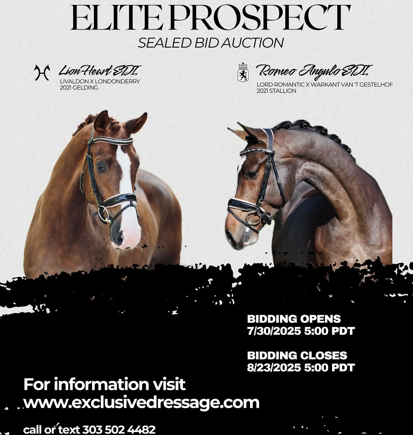 Exclusive Dressage Imports is excited to announce the opening of the Elite Prospect Sealed Bid Auction. We&rsquo;re presenting two spectacular four year olds Romeo &Aacute;ngulo EDI and Lionheart EDI. To learn more about the auction visit Exclusive D