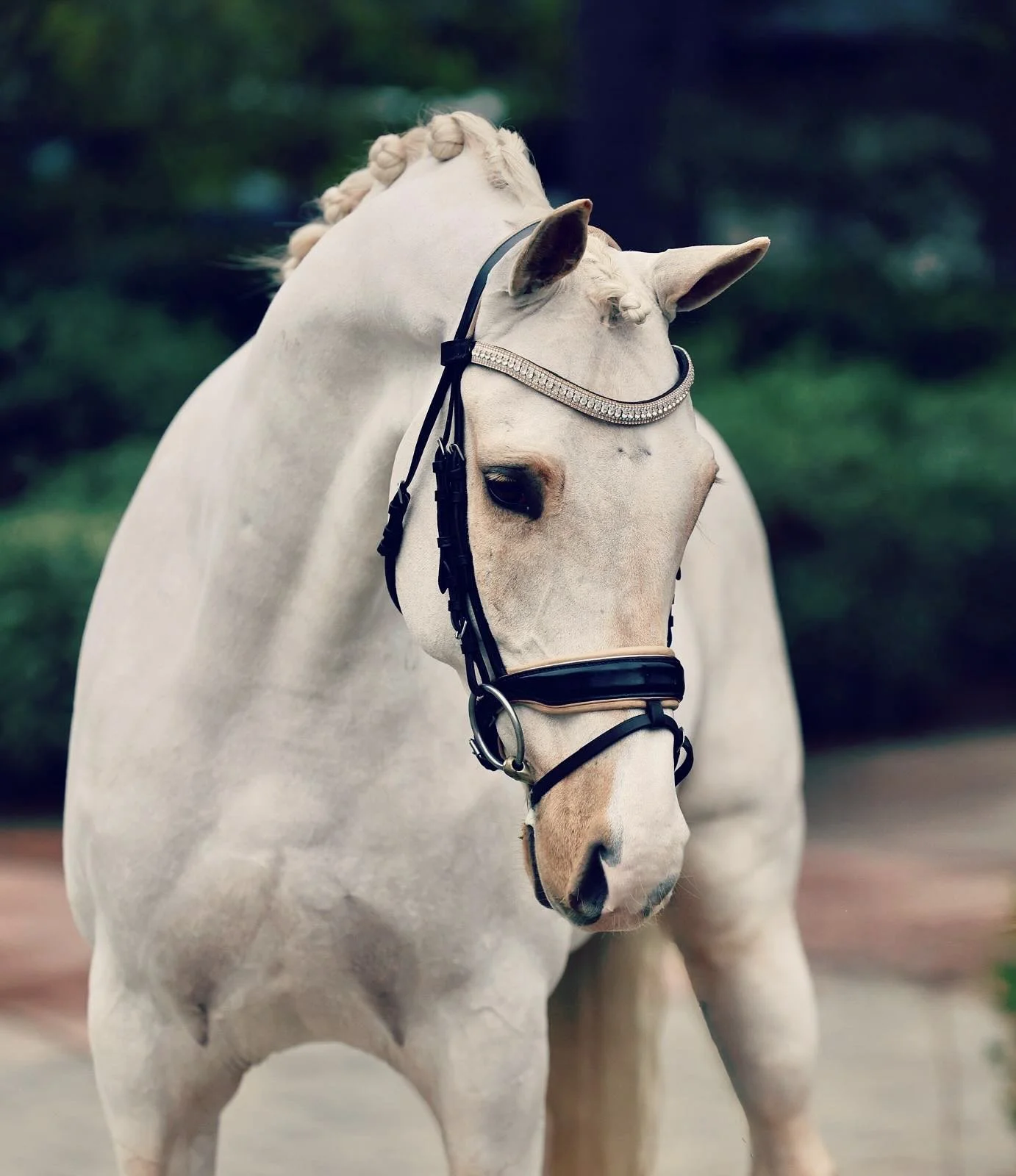 This may be the perfect Ken ❤️ #palomino #kwpn #horse #gelding #dressage #dressur @josephnewcombdressage @christine_unruh