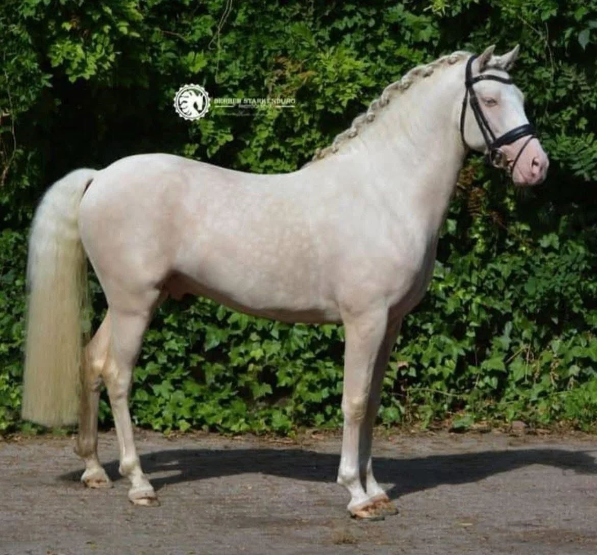 🎀 PONY LEASE 🎀

Marshmallow is a beautiful 14.2-hand pony with an impressive international r&eacute;sum&eacute;, having successfully competed at the highest FEI Pony level in Europe with numerous top placings and wins. He offers a confirmed, clean 