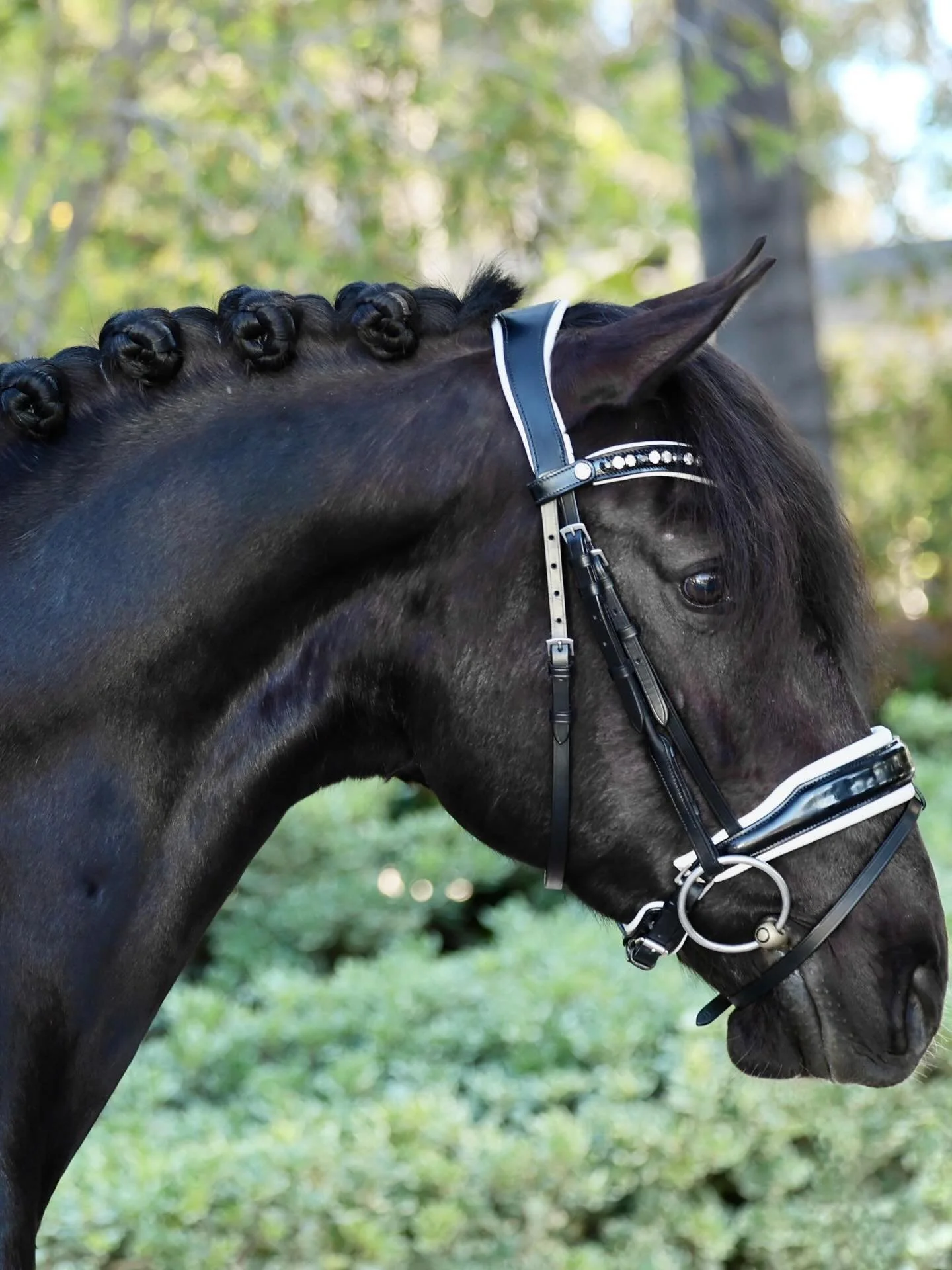 This gorgeous and super sweet boy has just 🛬 and is ready to dance with his forever person! Quincy is a six year old Lusitano just imported and standing at 16h. A super kind and loving demeanor coupled with comfy gaits, talent for collection, change