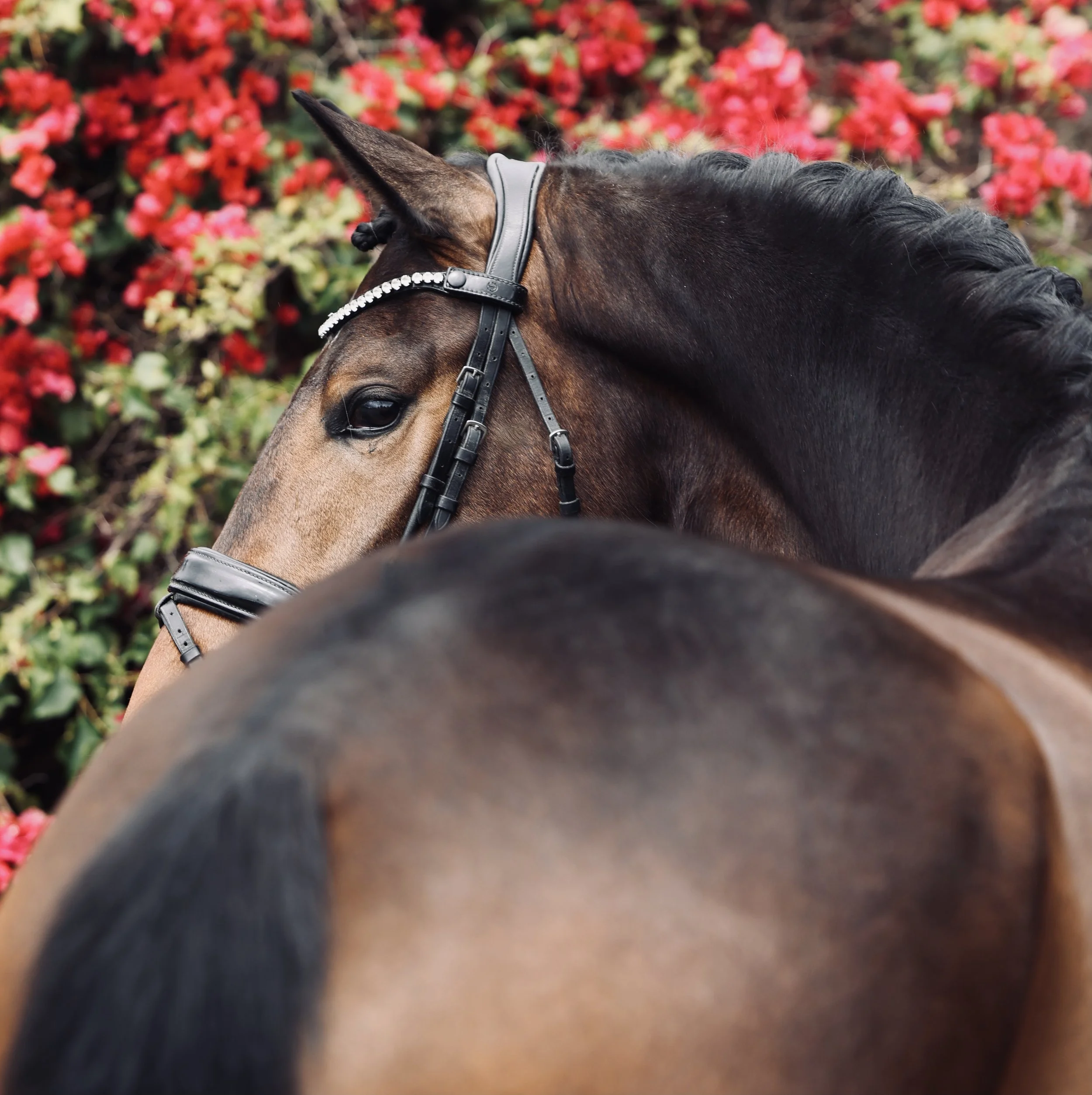 Imported young horse by Secret Exclusive Dressage Imports