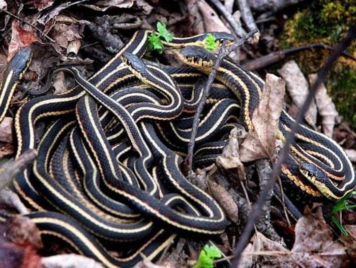 Le printemps approche, on a besoin de vous!