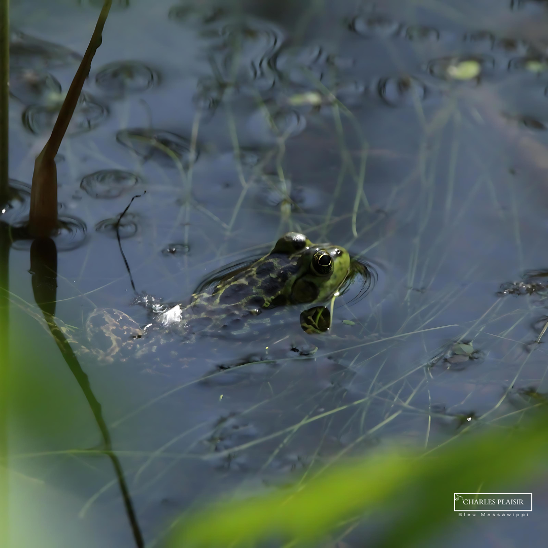 Célébrez le mois de l’Eau avec Bleu