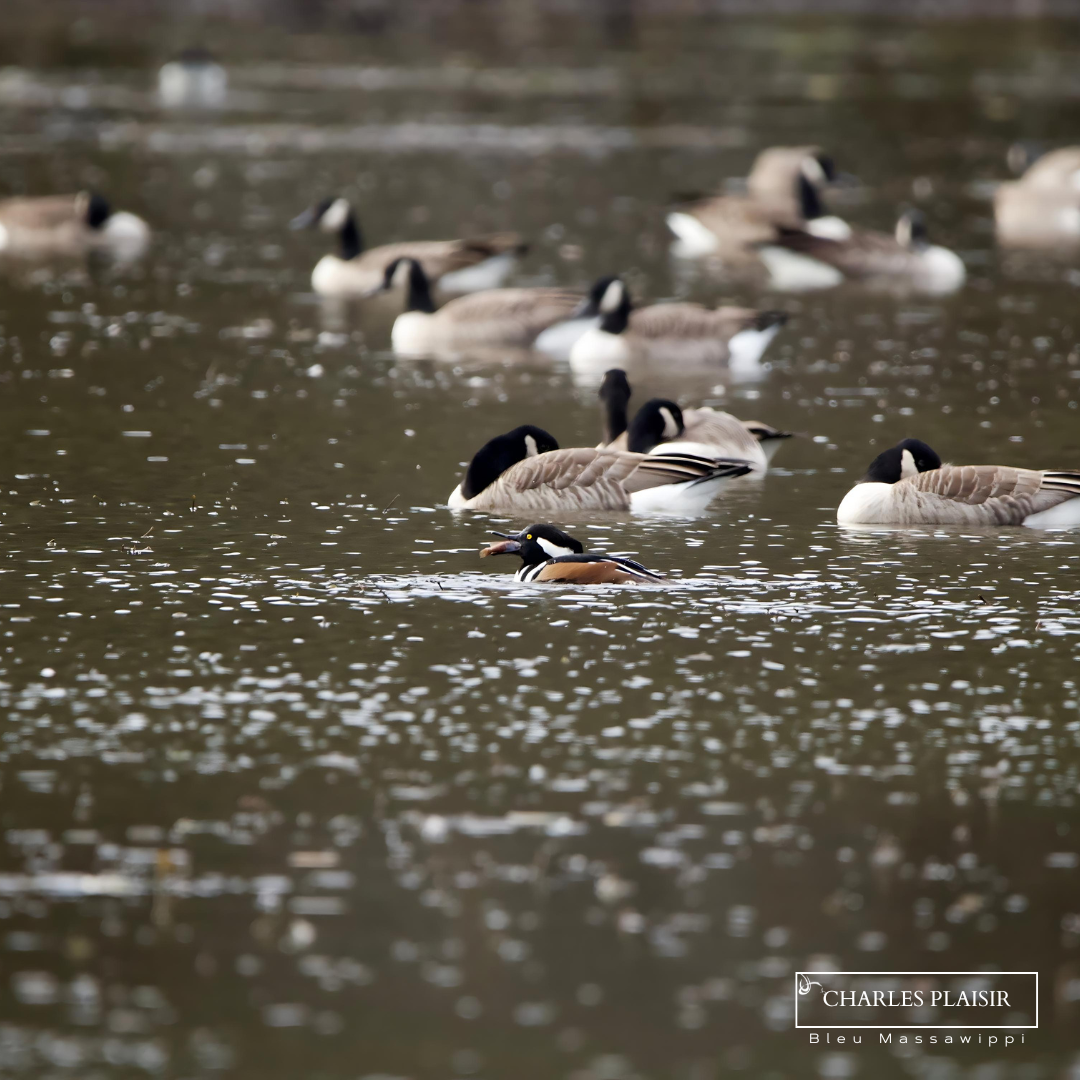 Donnez à Bleu, c'est donner pour le mieux&nbsp;