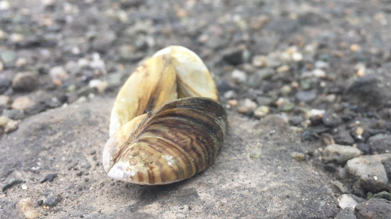 Bleu Massawippi devra réduire ses sorties de plongée pour retirer les moules zébrées