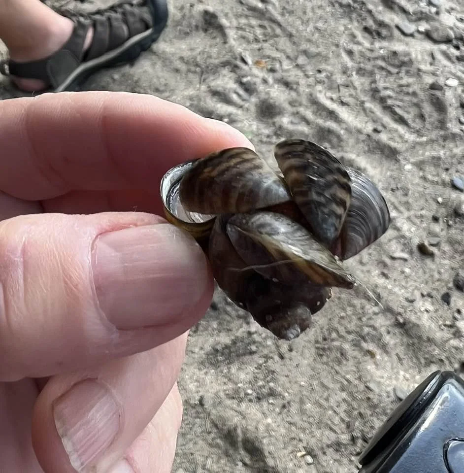 Diving program to fight zebra mussels at risk of shutdown