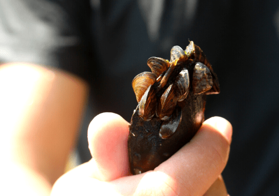 Water quality in the Eastern Townships