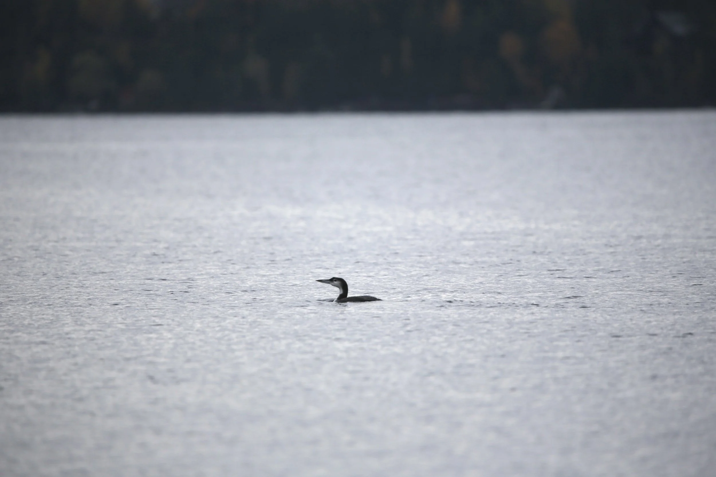 Devenez Bleu en 2024!