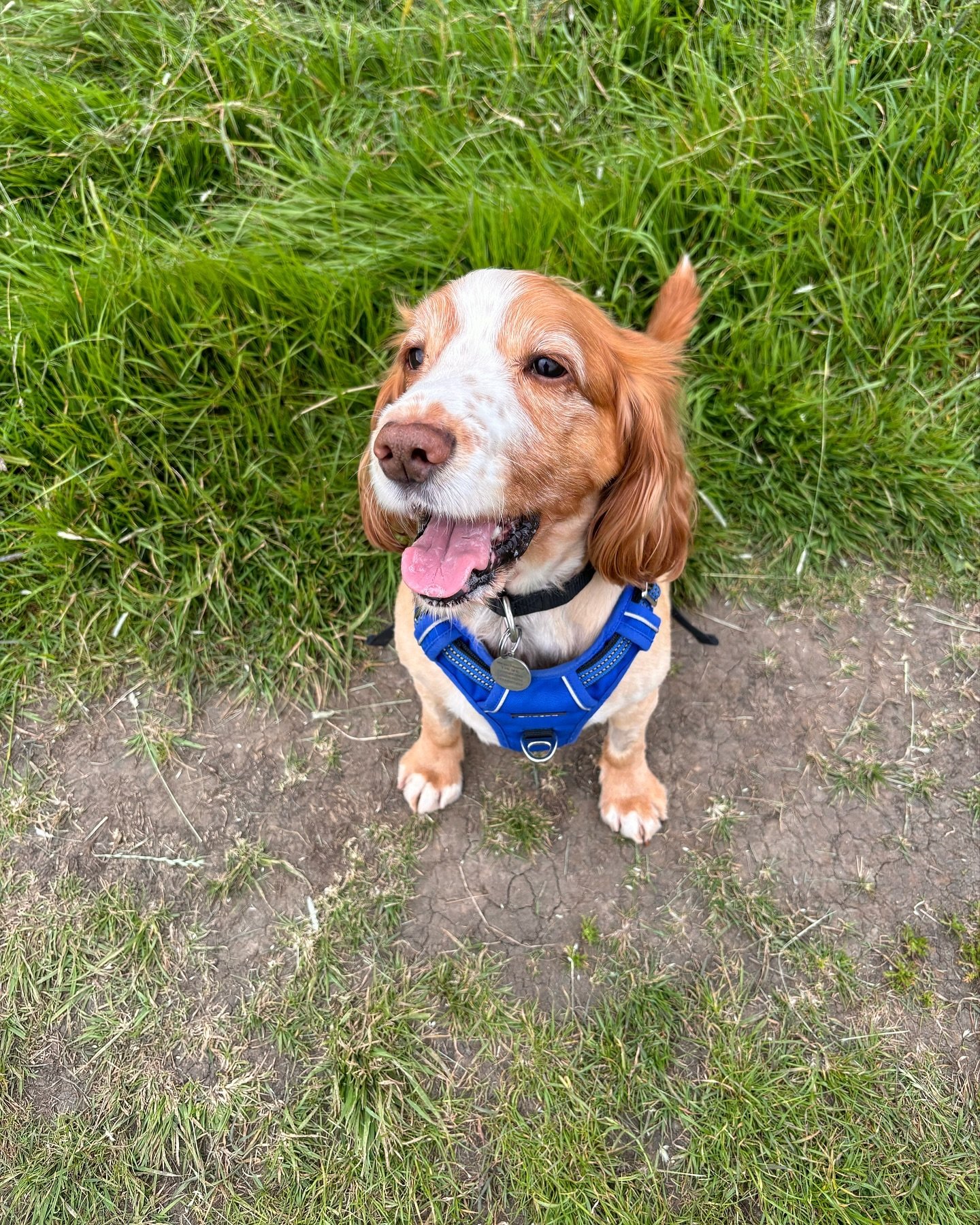 We&rsquo;ve got a new boy! Welcome Lordy 🥰

He had his first walk this morning and he&rsquo;s a very happy, easy going boy 🤎🐾
