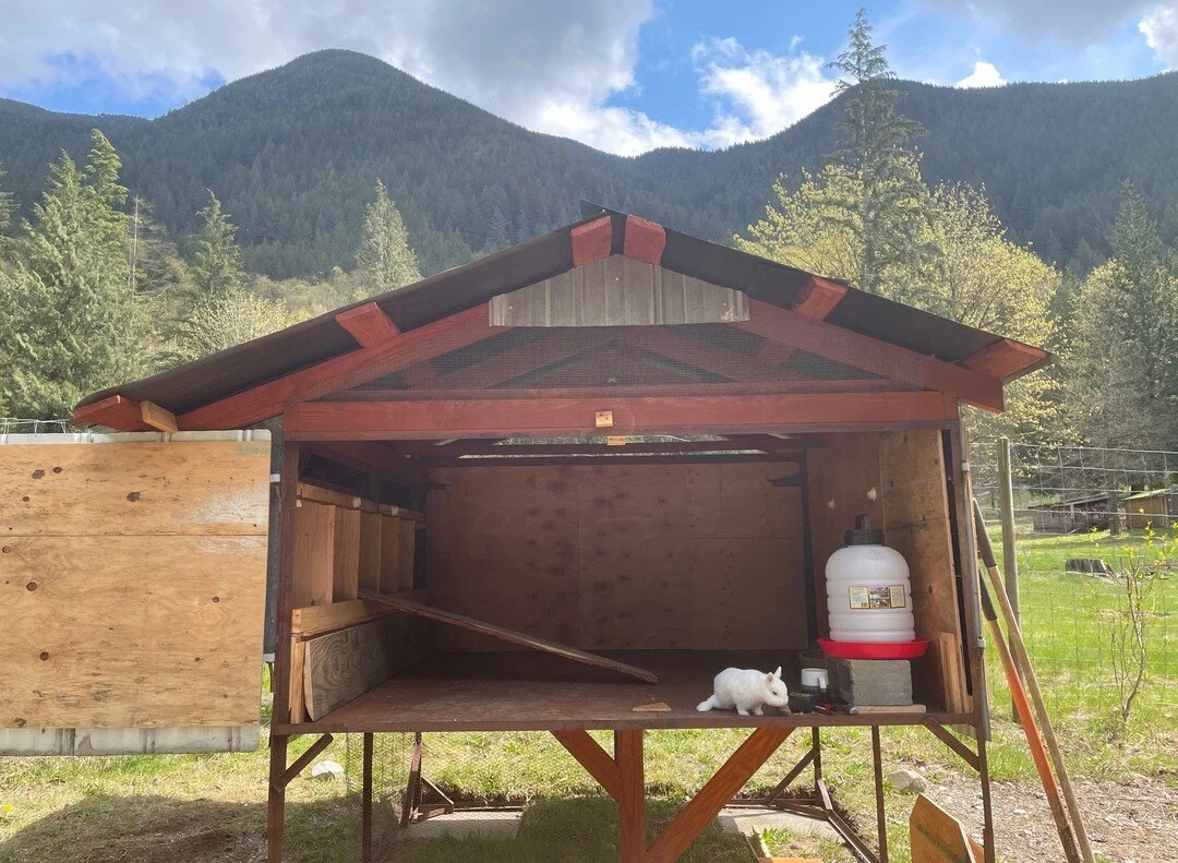 Safe inspector is in the house! Or should I say... in the coop?

#netherlanddwarf #rabbit #homemadechickencoops #rainboweggs #fraservalley #smallfamilyfarm #backyardchickens