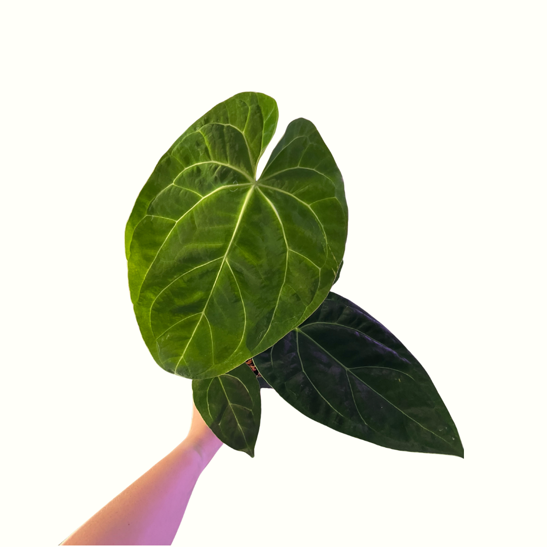 4" Anthurium - King of Spades (A) *RARE*