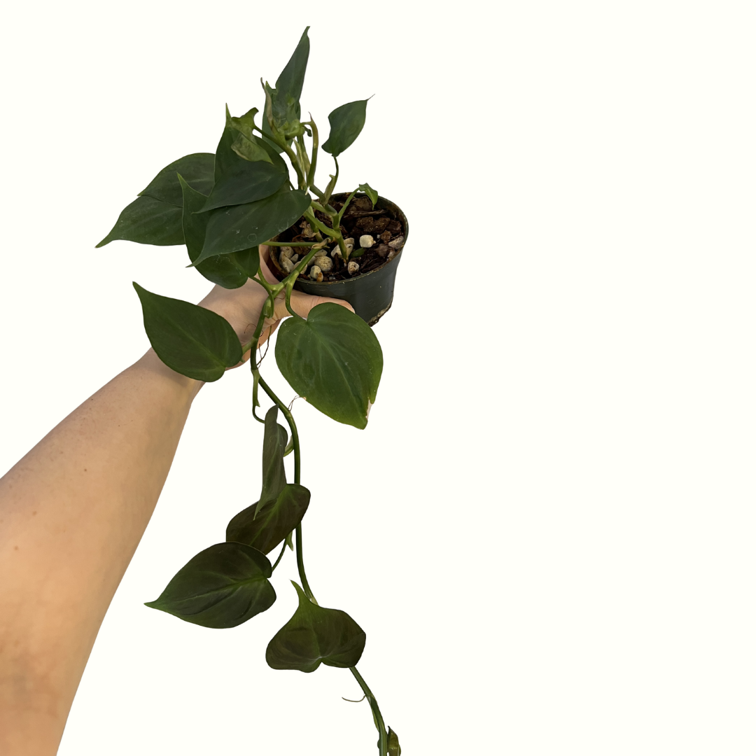 4" Philodendron - Camposportoanum