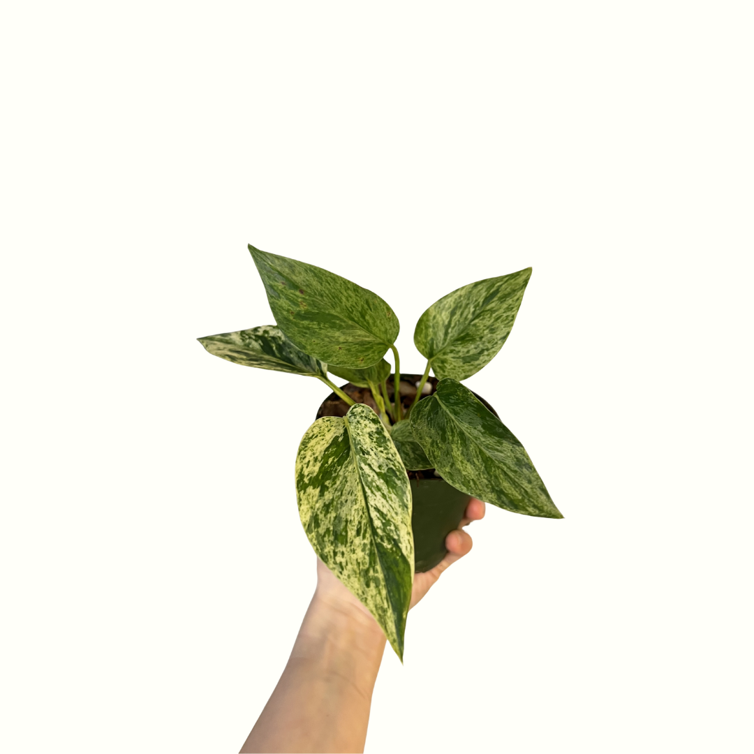 4" Pothos - Marble Queen