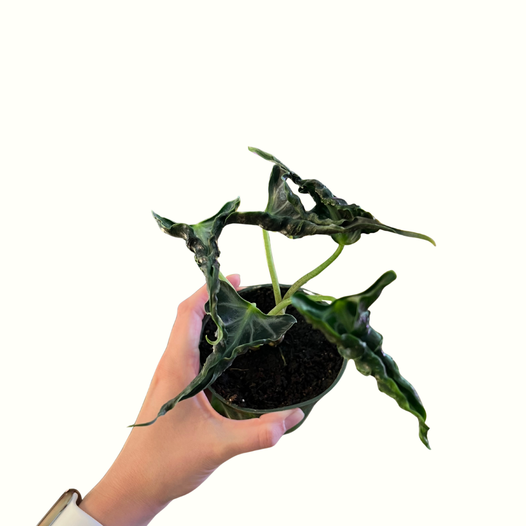 5.png