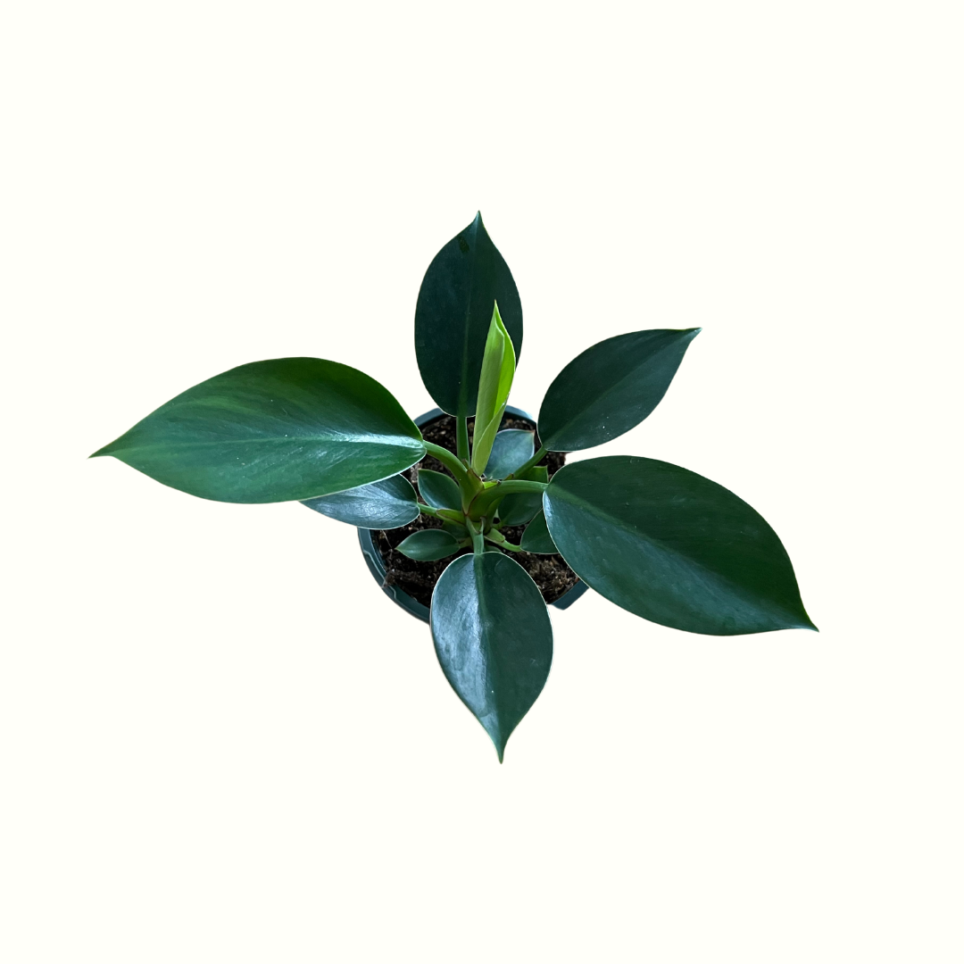zz plant delivery ZZ Plant (Nursery Pot)