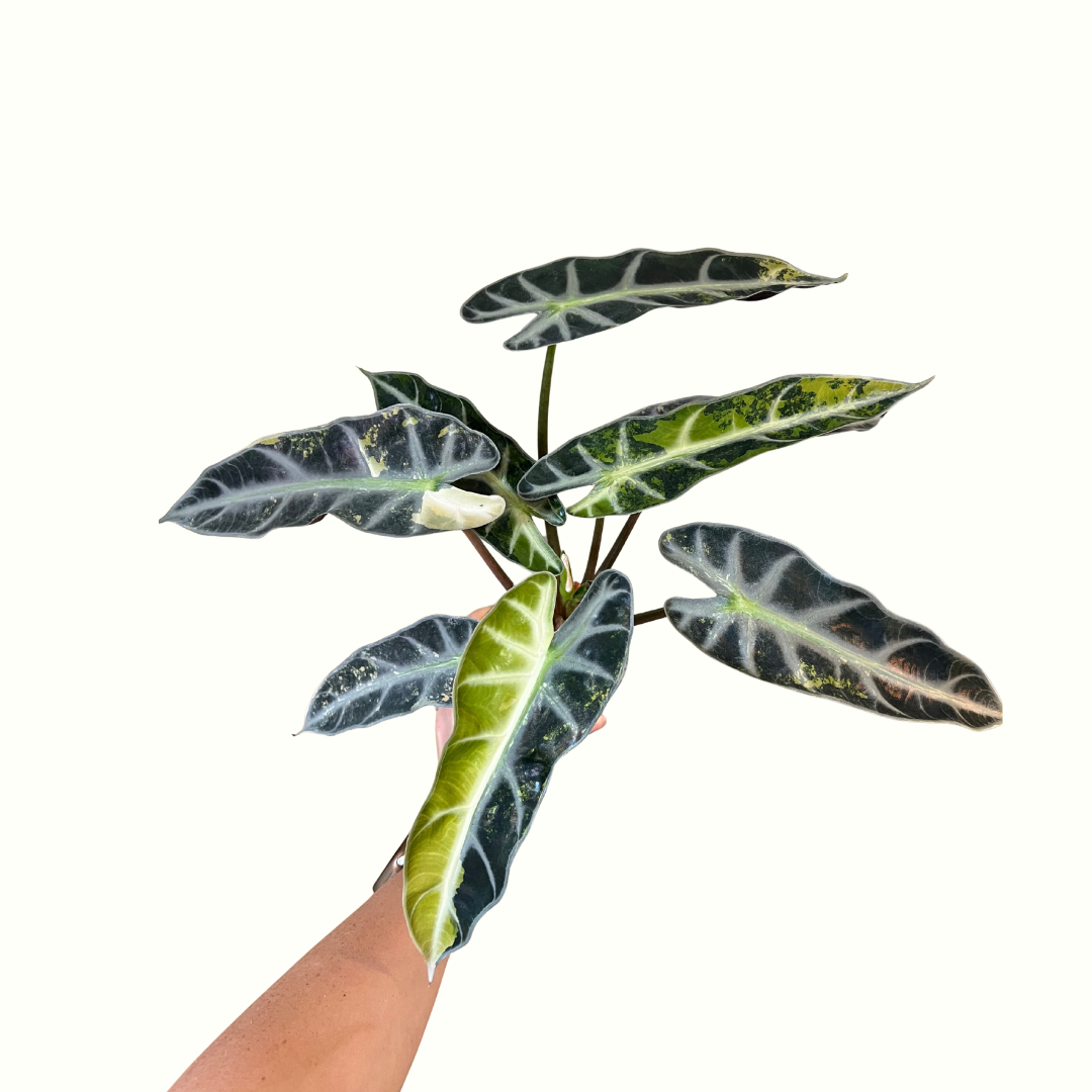 4" Alocasia -Amazonica Bambino Aurea *RARE*