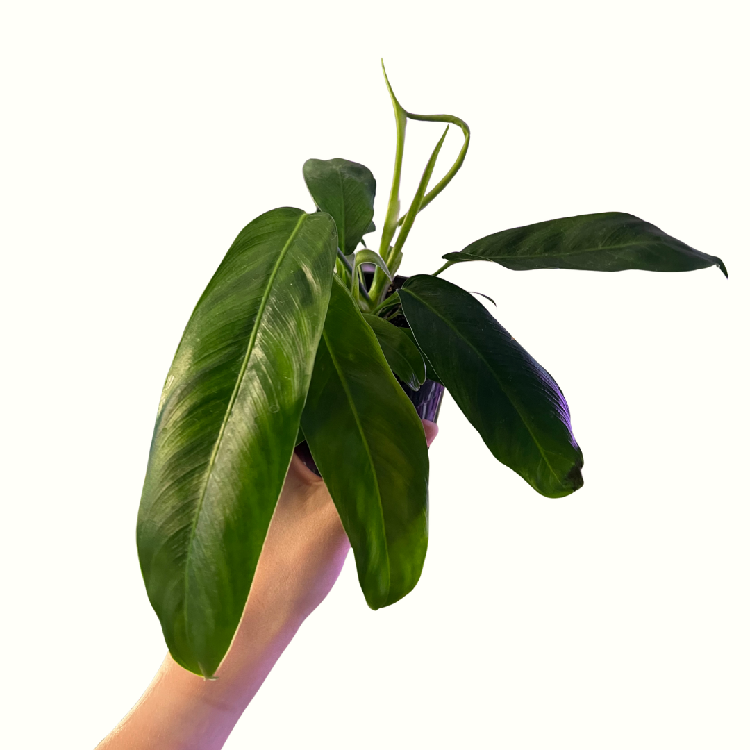 7.png