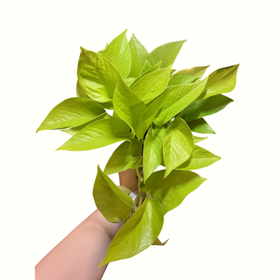 4" Pothos - Neon