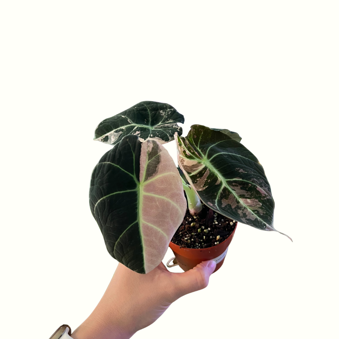 3" Alocasia - Black Velvet Pink