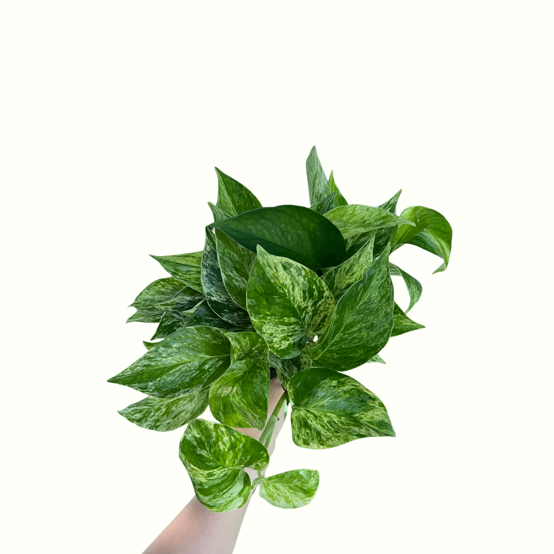4" Pothos - Marble Queen