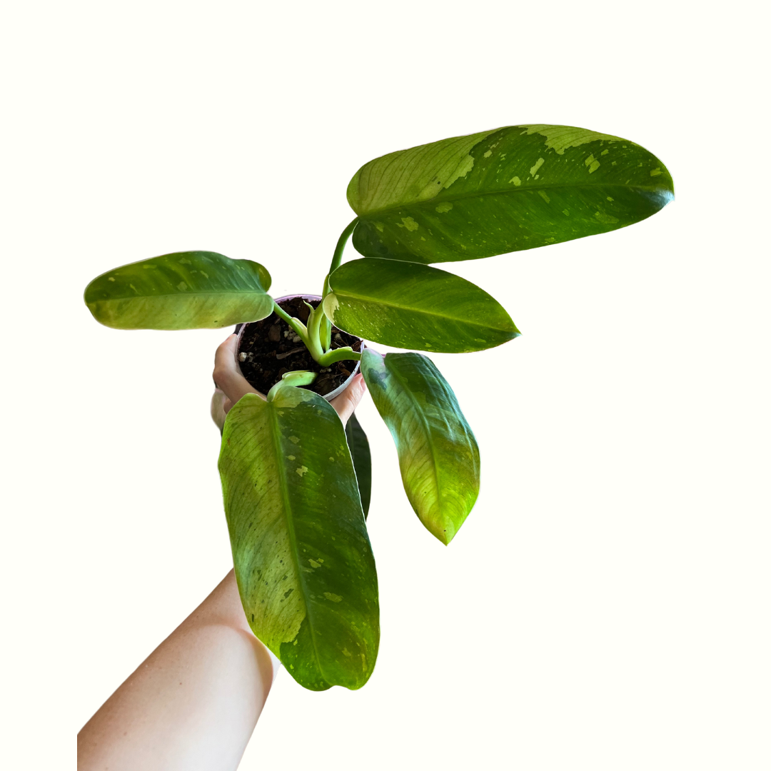 2.png