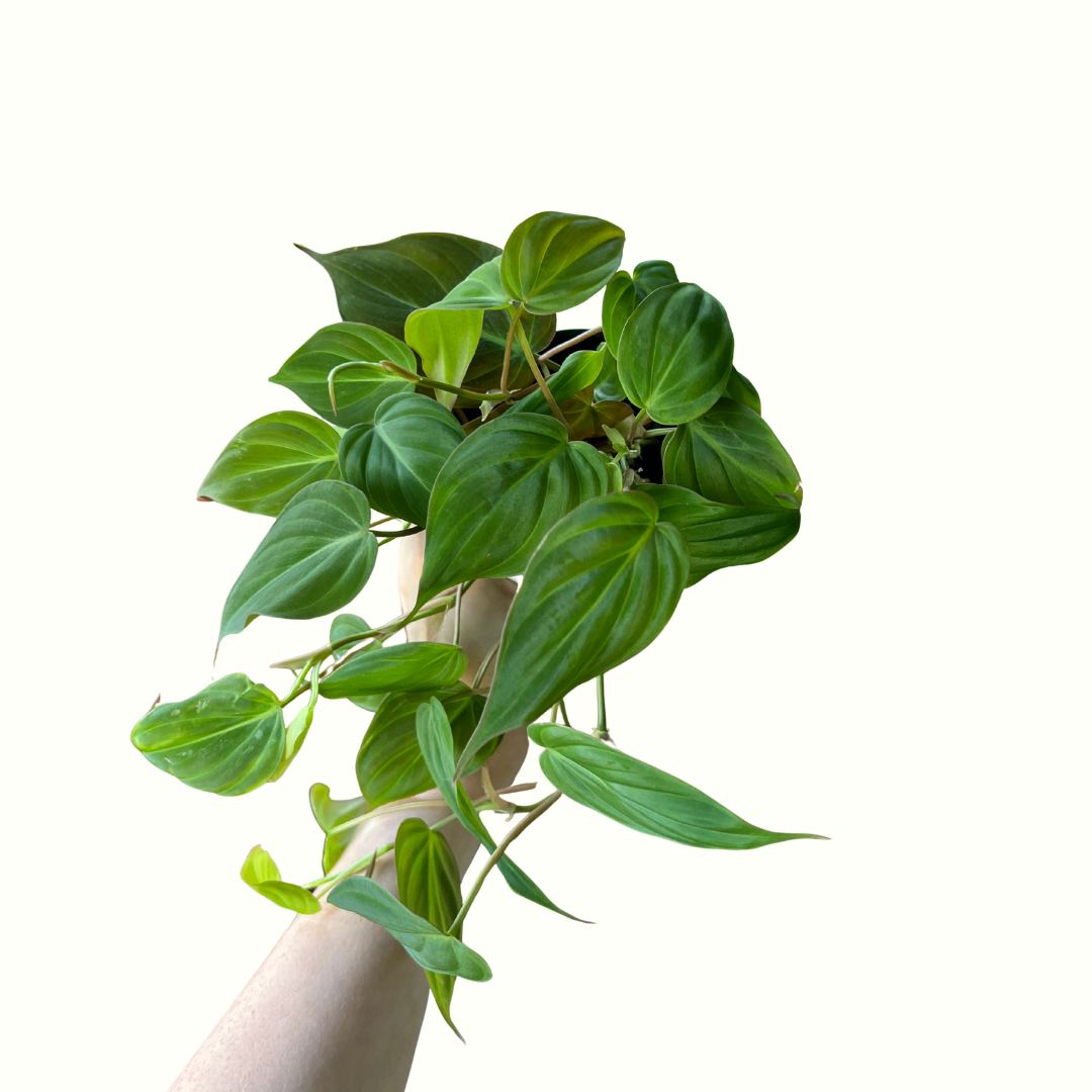 4" Philodendron - Velvet Micans