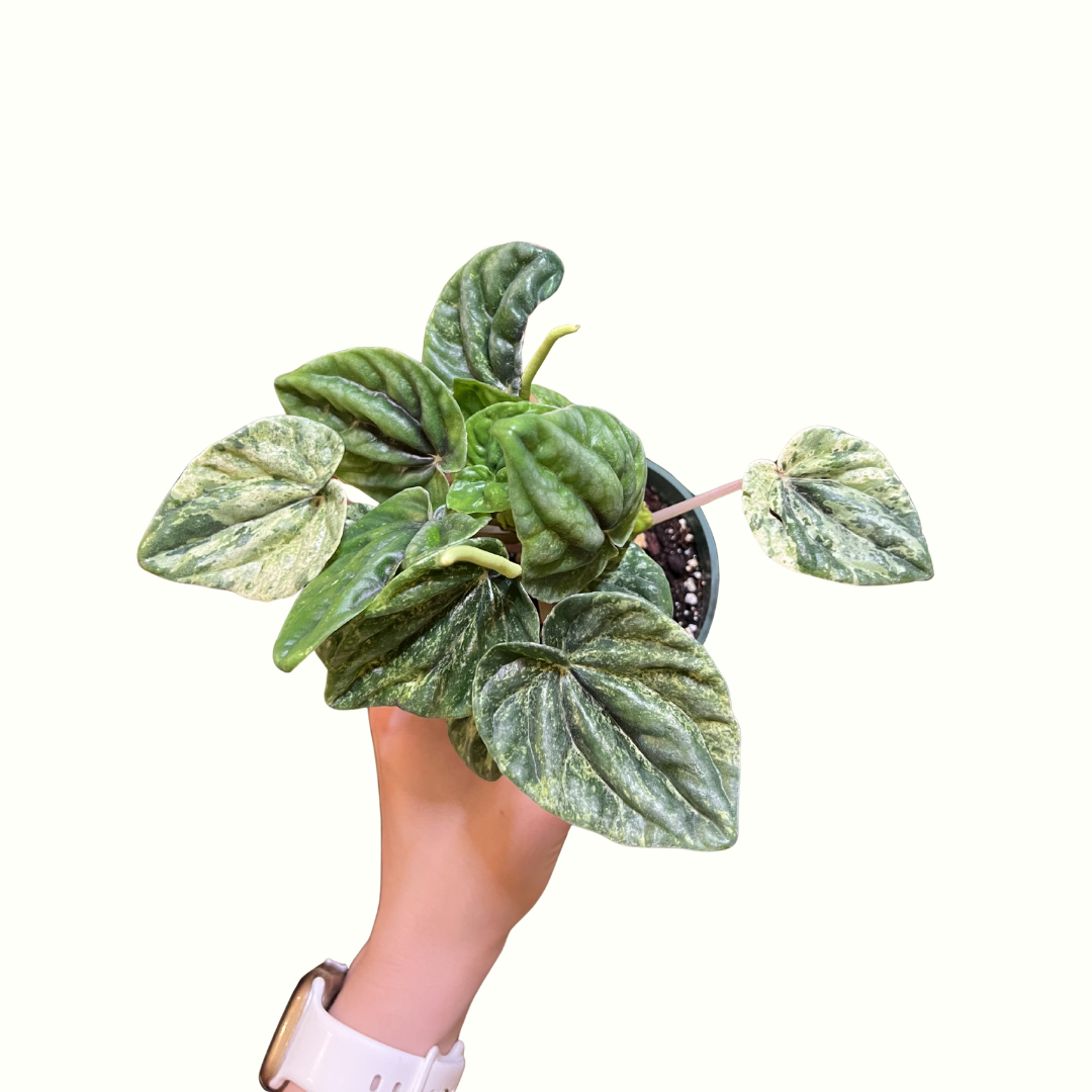 4" Peperomia - Buenos Aires