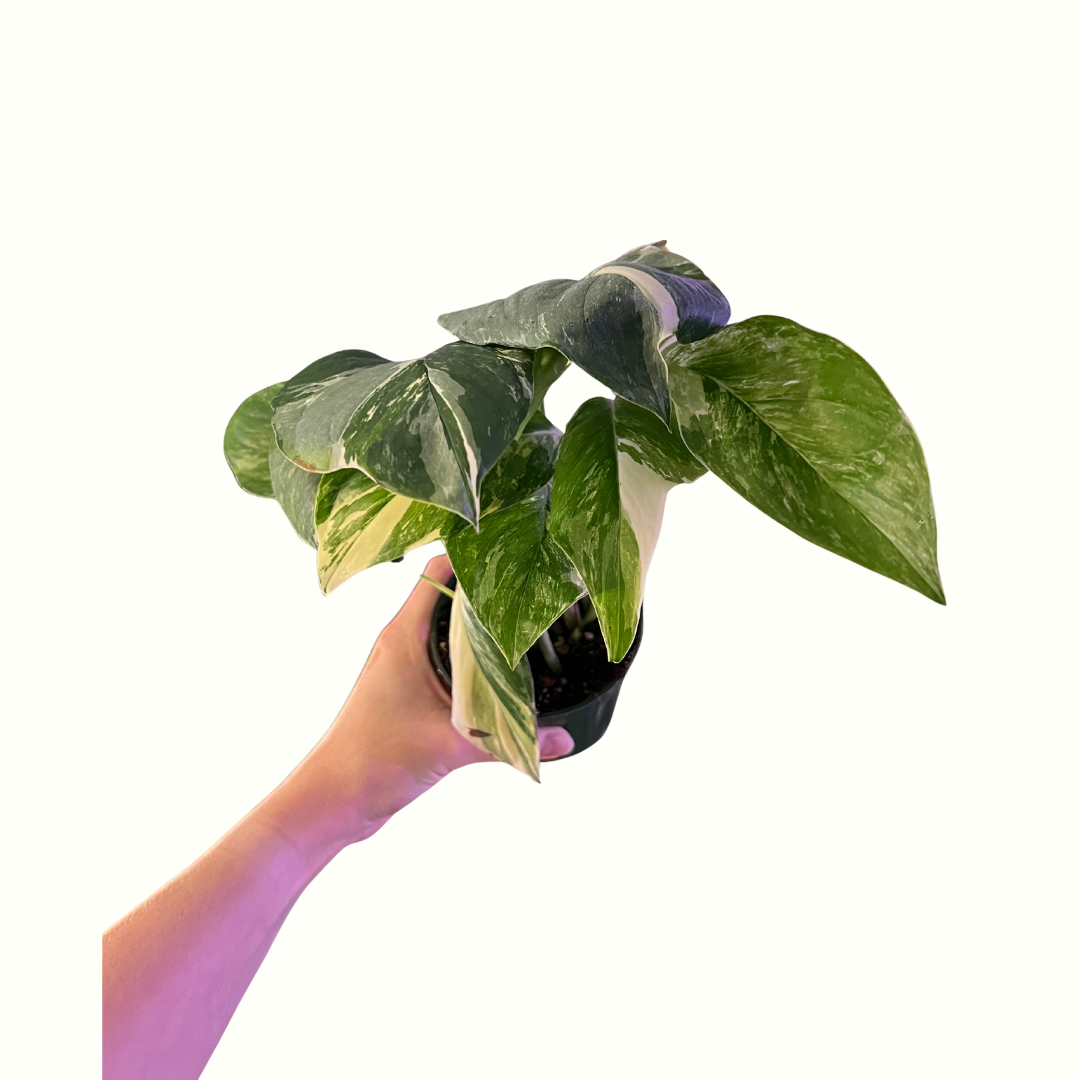 9.png