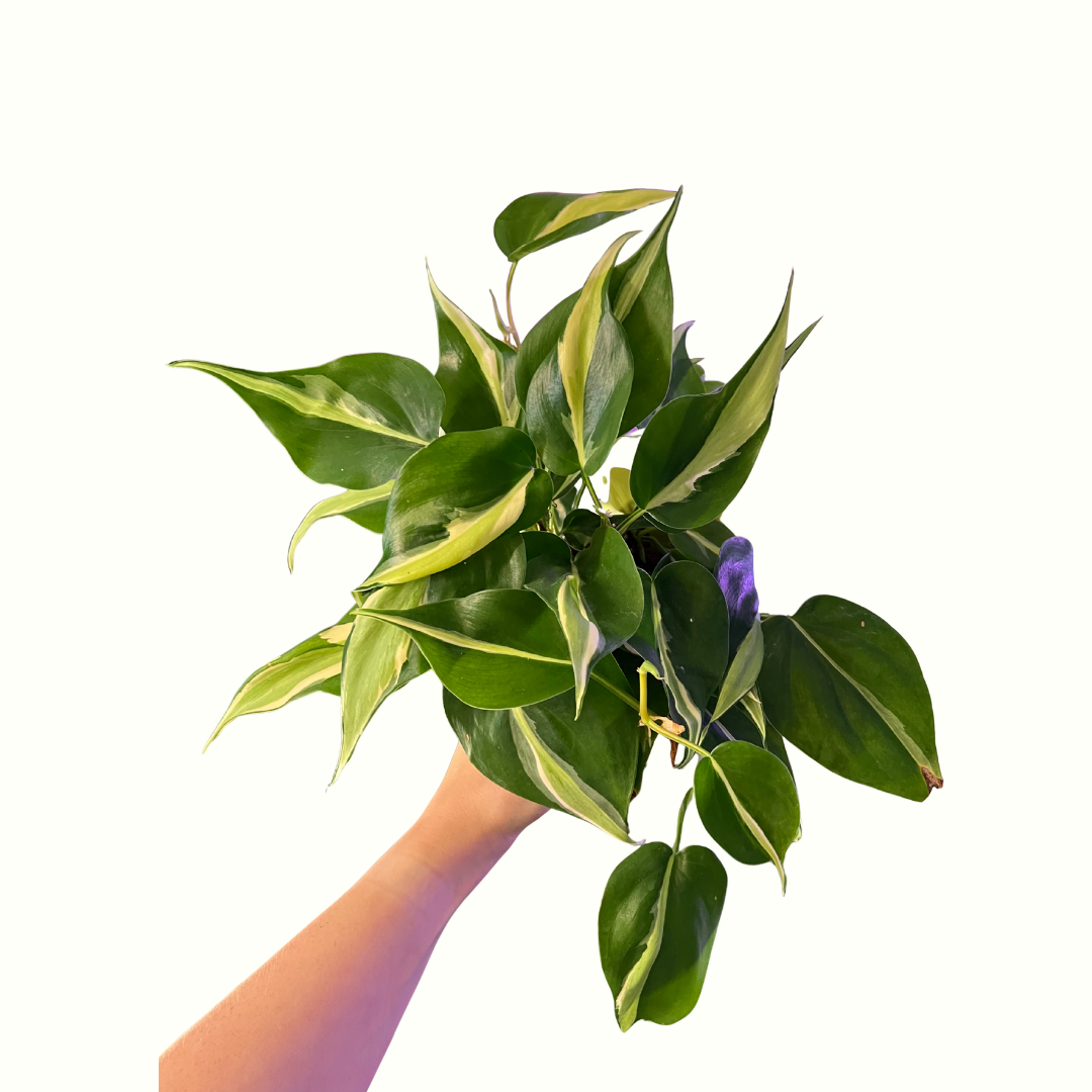 14.png