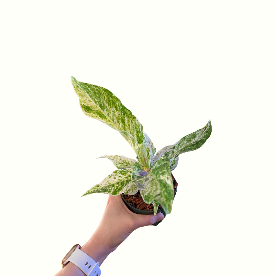 6.png