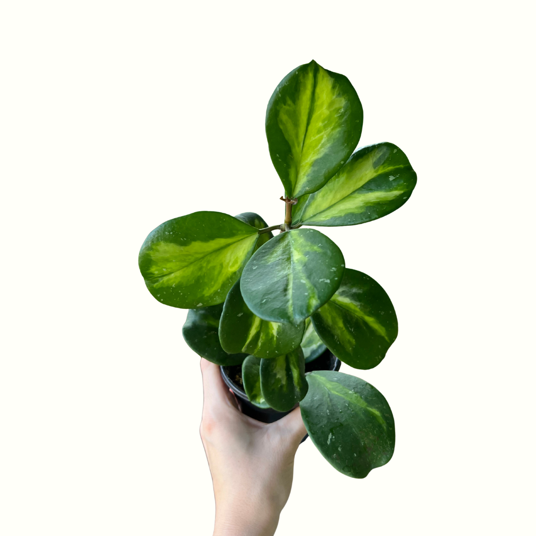 4" Hoya - Obovata variegated