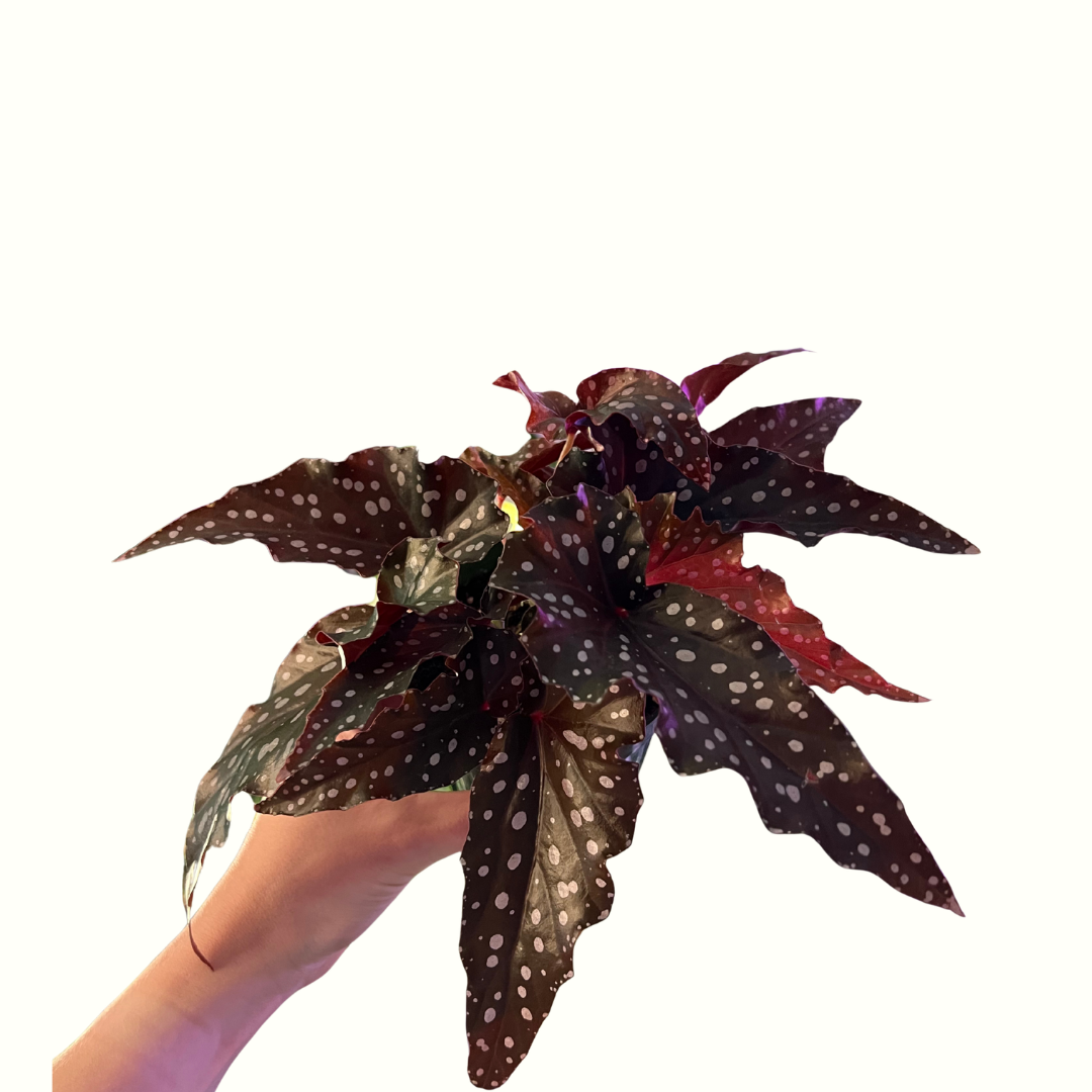 4" Begonia - Maculata Black Forest