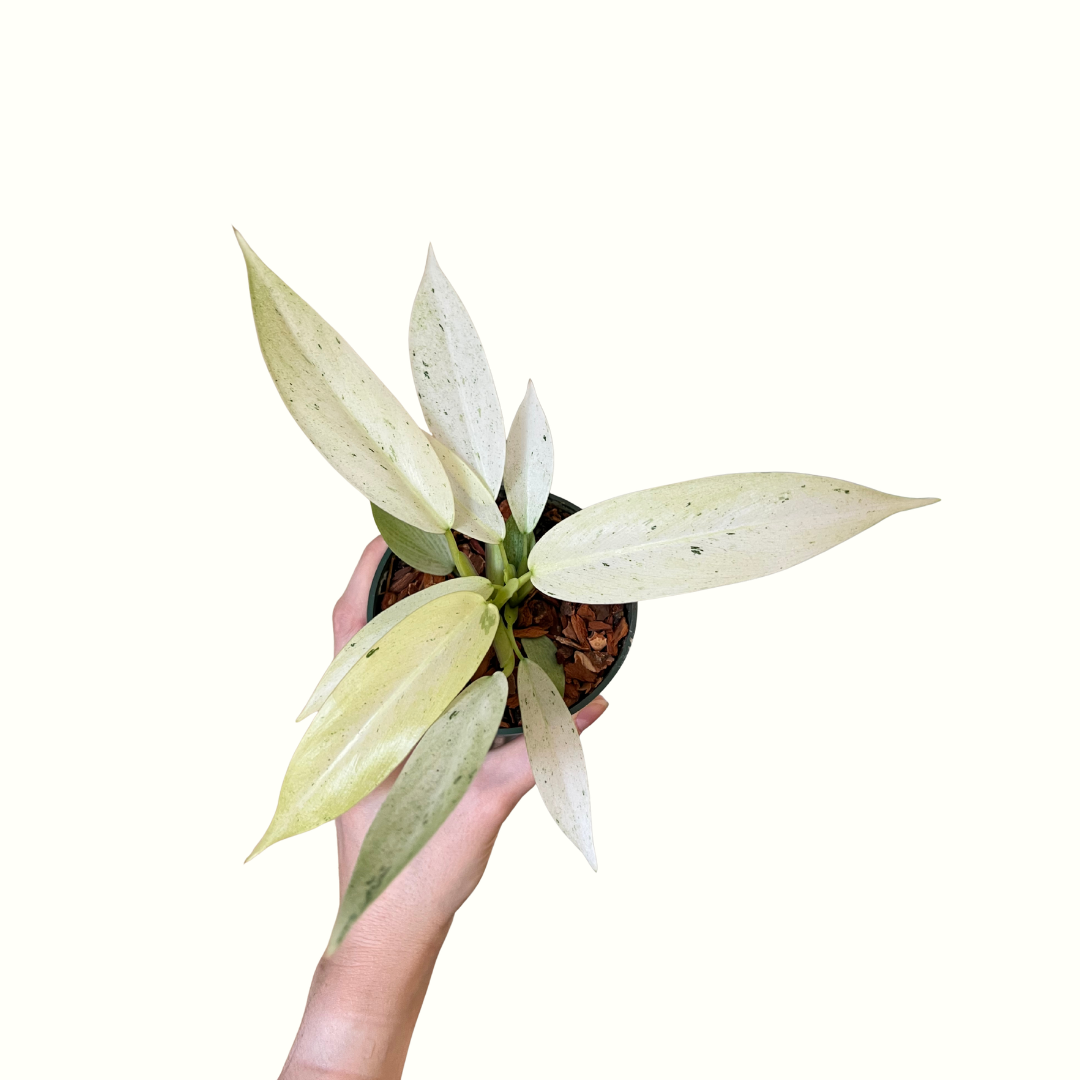 4" Philodendron - Whipple Way *RARE*