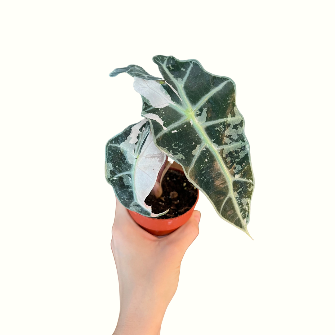 3" Alocasia - Polly Pink Snowflake *RARE*