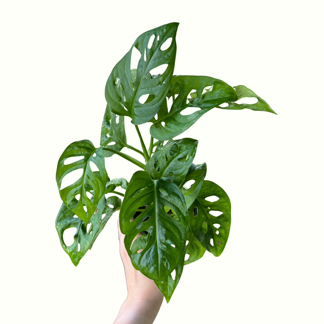 4" Monstera- Adansonii