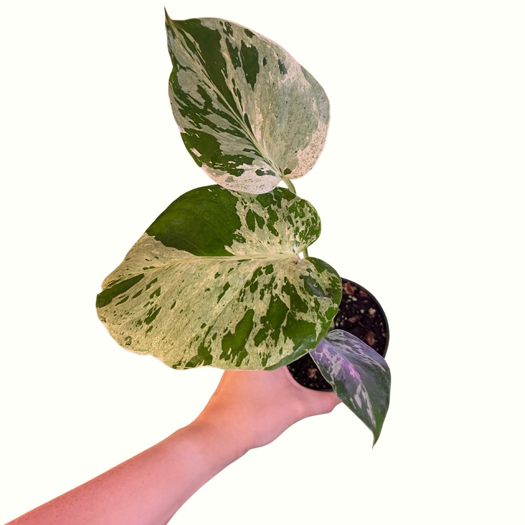 4" Monstera - Bulbasaur *RARE*