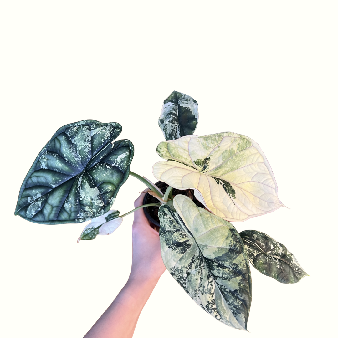 4" Alocasia - Dragon Scale Variegated *RARE*