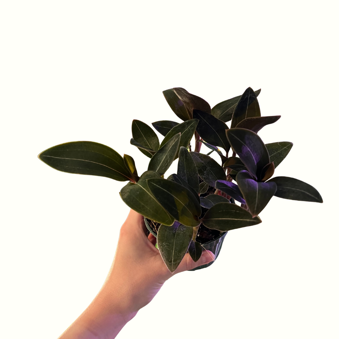 4.png