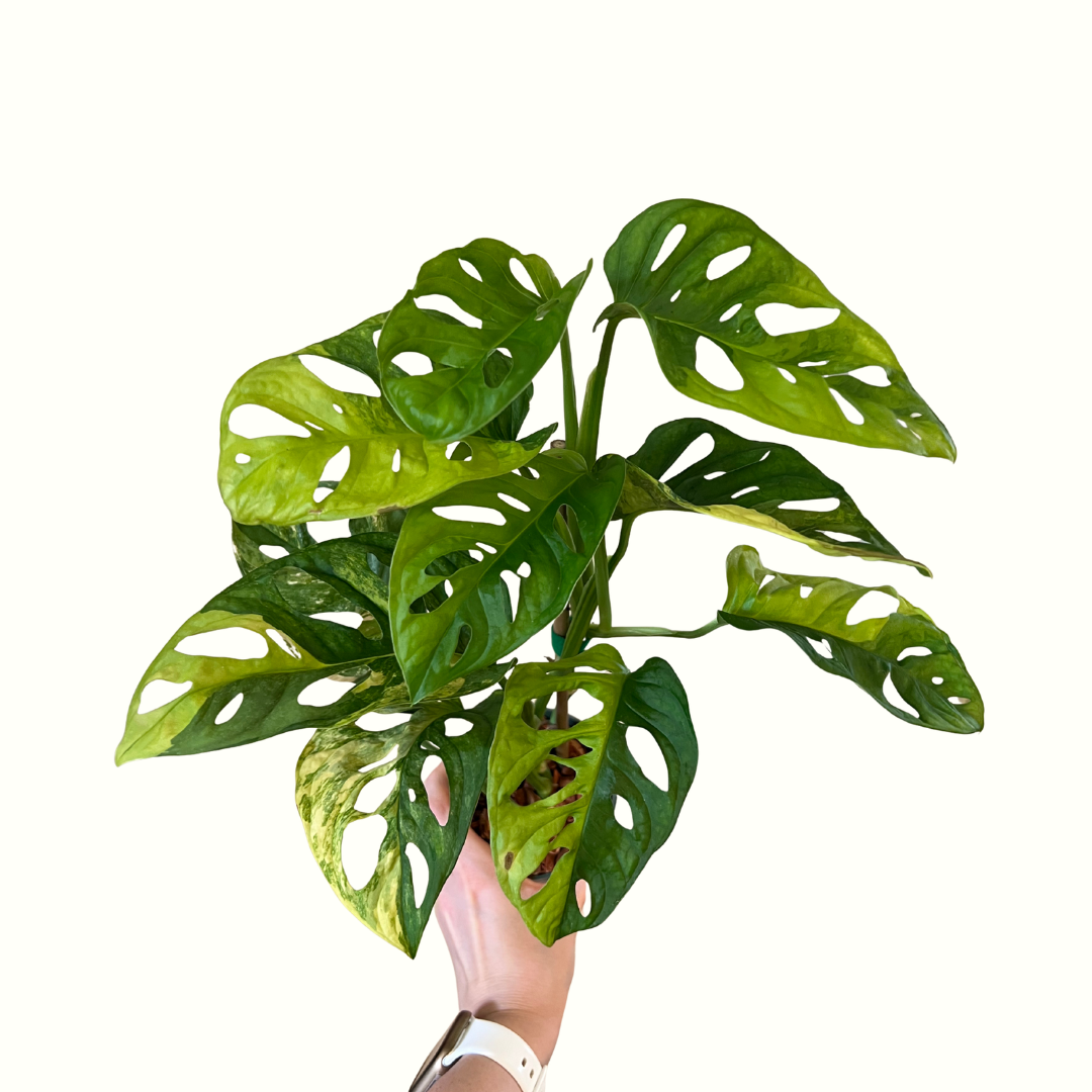 15.png