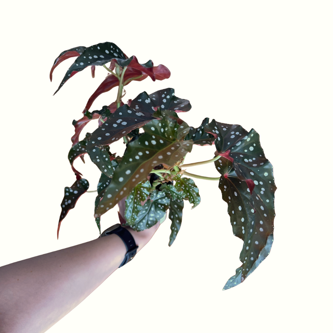 4" Begonia - Maculata