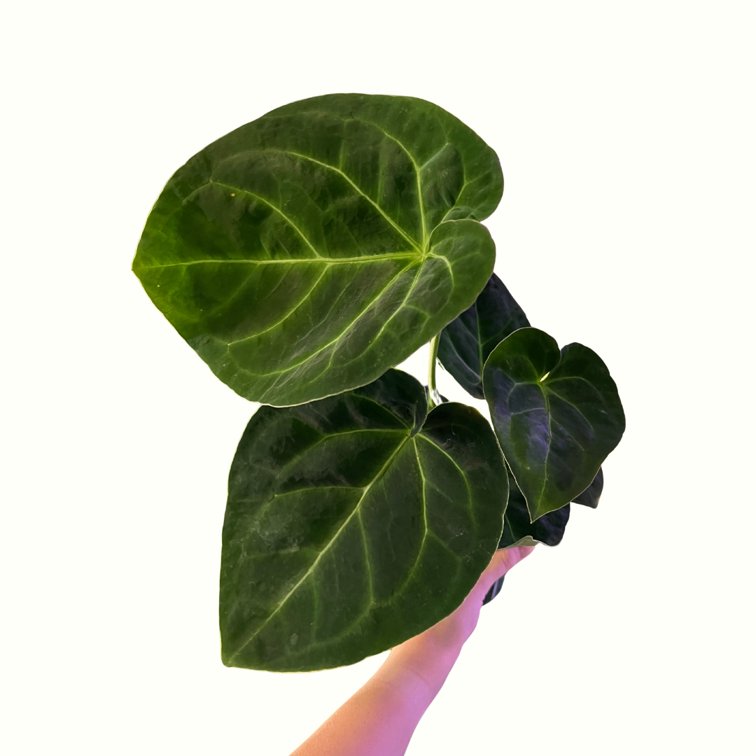 4" Anthurium - King of Spades (B) *RARE* (Copy)