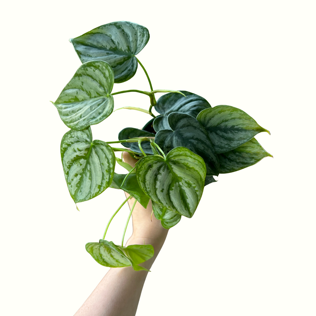 4" Philodendron - Brandtianum