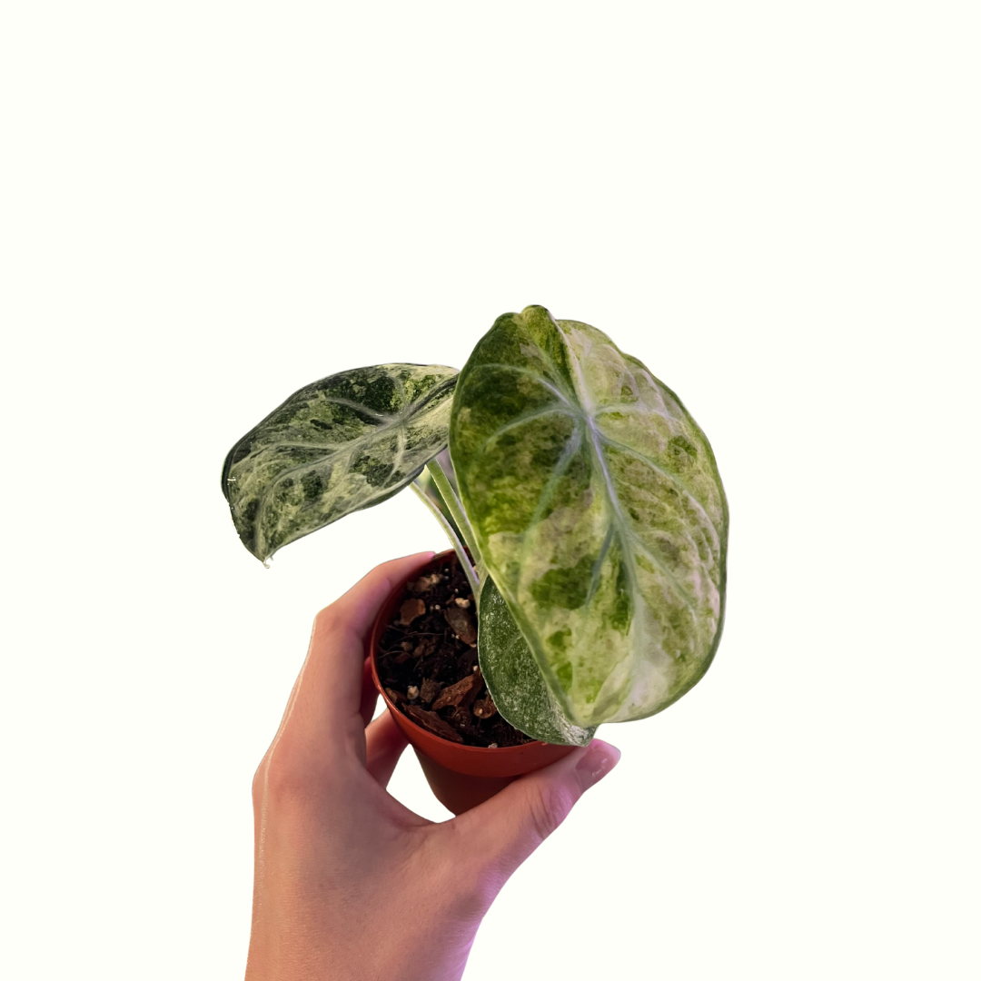 3" Alocasia - Ninja Splash Tricolor