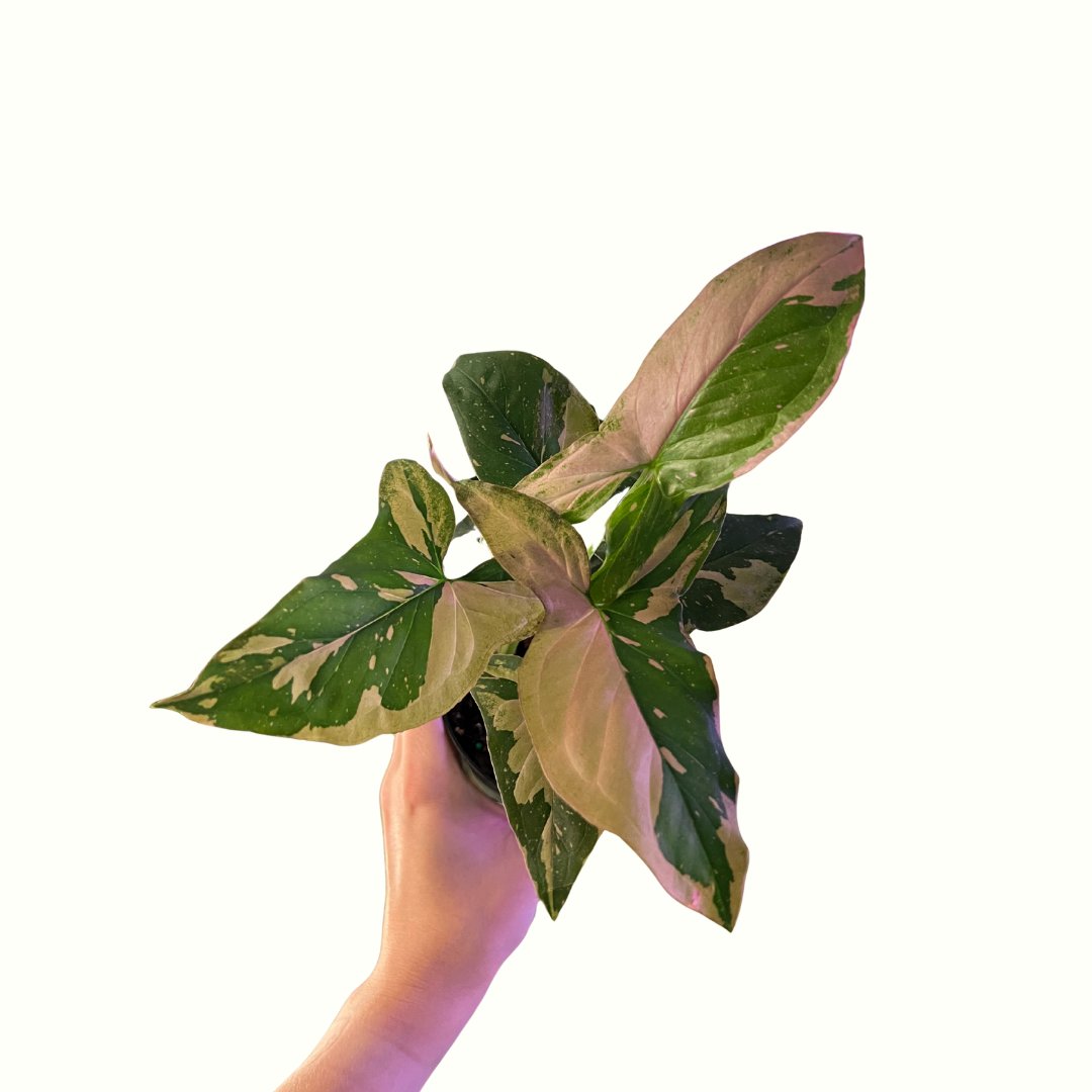 8.png