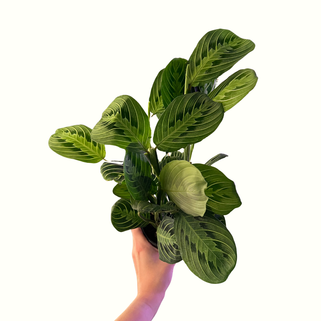 4" Maranta - Lemon Lime