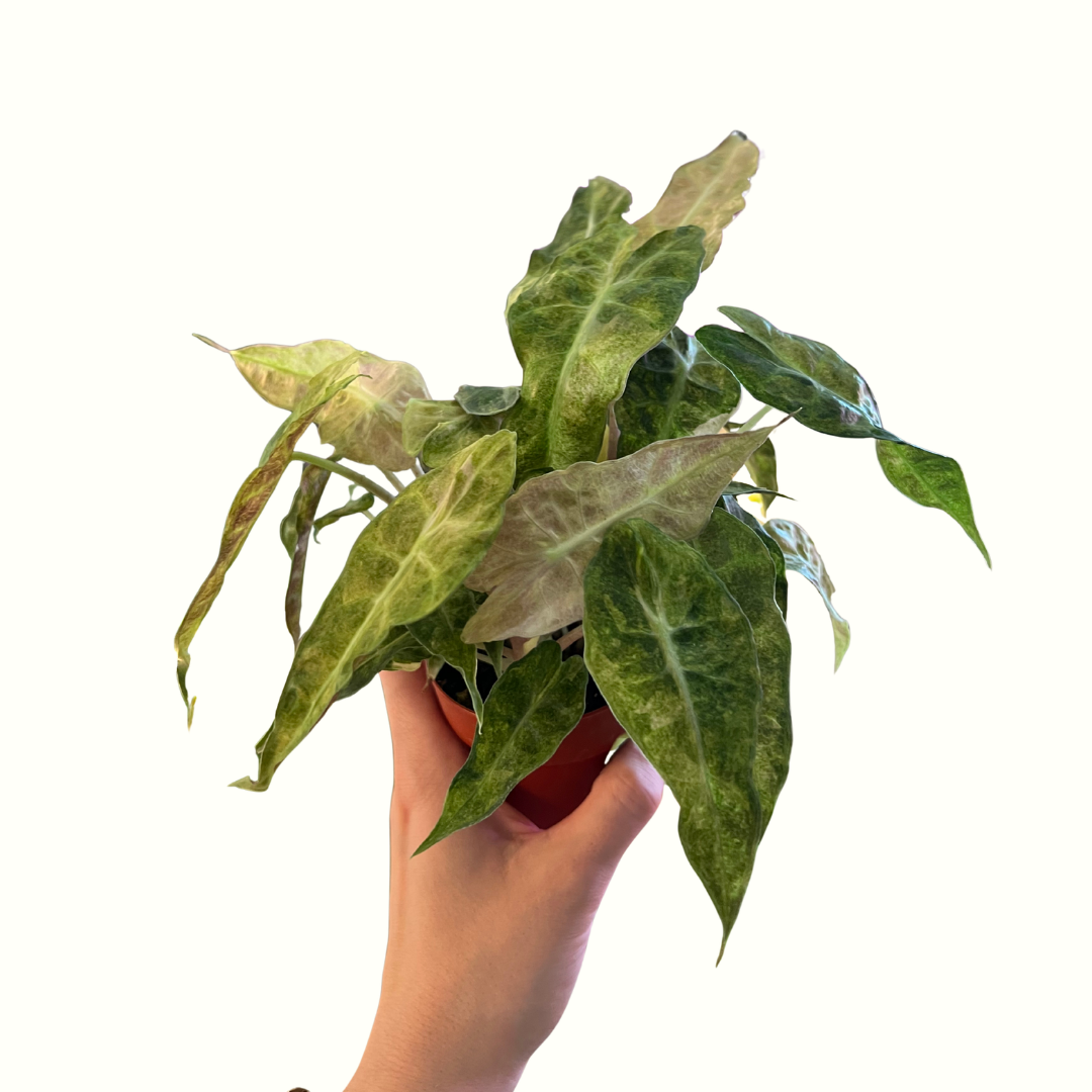 3" Alocasia - Polly Aurea *RARE*