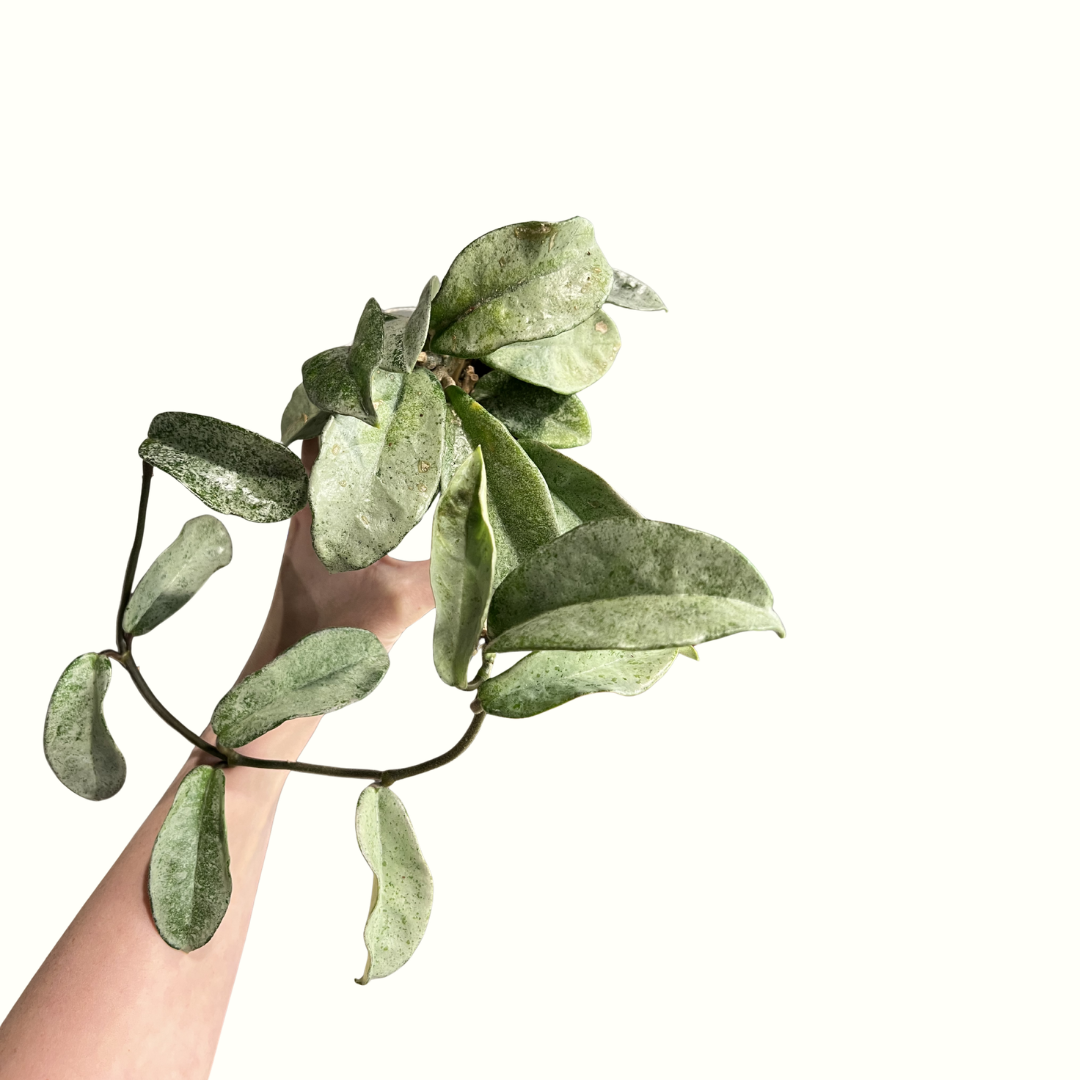 4" Hoya - Carnosa Grey Ghost