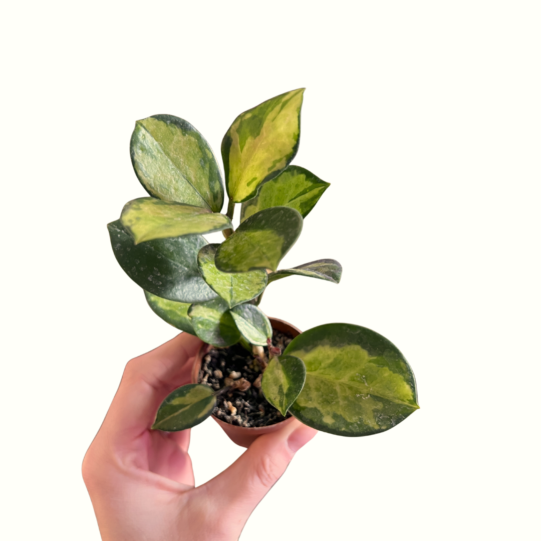 2" Hoya - Australis ‘Lisa’